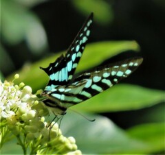 Graphium policenes policenes