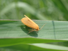 Arctiinae