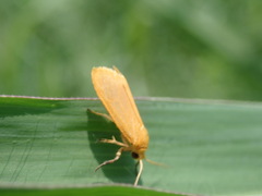 Arctiinae