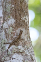 Draco blanfordii