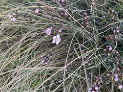 Euryomyrtus ramosissima