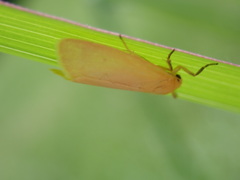 Arctiinae