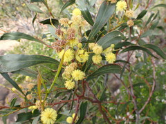 Acacia
