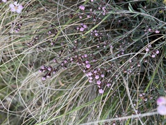 Euryomyrtus ramosissima