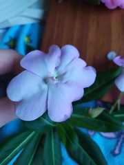 Impatiens sodenii