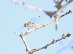 Brachymesia