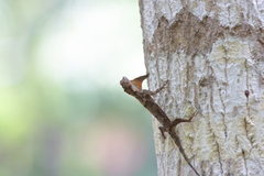 Draco blanfordii