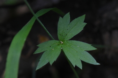 Ranunculus uncinatus