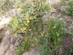 Acacia