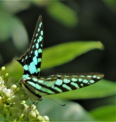 Graphium policenes policenes