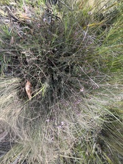 Euryomyrtus ramosissima