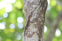 Draco blanfordii