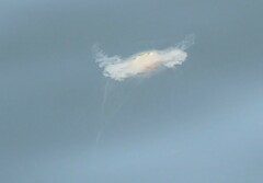 Phacellophora camtschatica