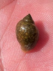 Physa