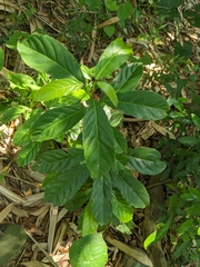 Elaeocarpus serratus