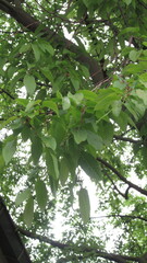 Nothofagus alpina