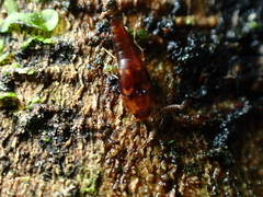 Sepedophilus