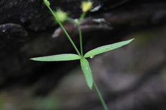 Ranunculus uncinatus