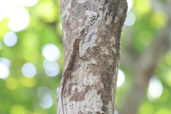 Draco blanfordii