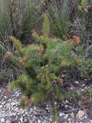 Melaleuca peucophylla