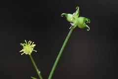 Ranunculus uncinatus