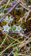 Gentiana douglasiana
