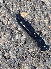 Trimerotropis fontana