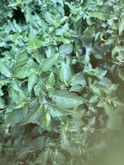 Hypoestes purpurea