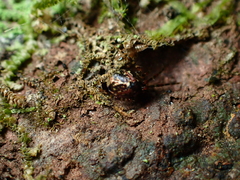 Theridion zantholabio