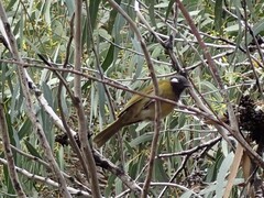 Nesoptilotis leucotis