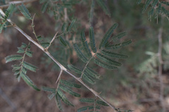 Dichrostachys cinerea