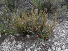 Banksia obtusa