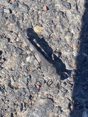 Trimerotropis fontana