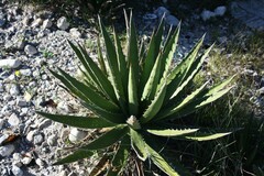 Agave lechuguilla