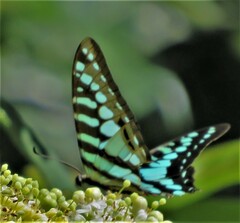 Graphium policenes policenes