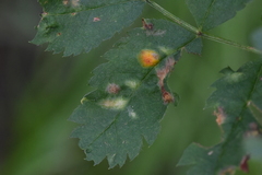 Gymnosporangium tremelloides