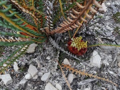 Banksia obtusa