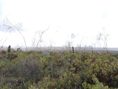Eucalyptus sepulcralis