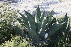 Agave asperrima