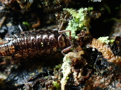 Holoverticata