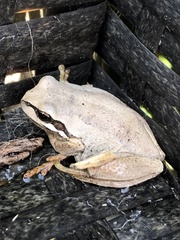Litoria ewingii