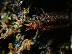 Holoverticata