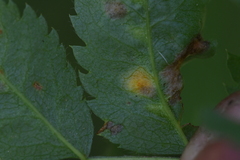 Gymnosporangium tremelloides