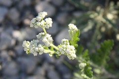 Parthenium confertum