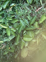 Parsonsia alboflavescens