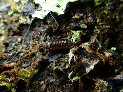 Holoverticata