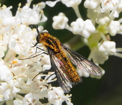 Thevenetimyia luctifera