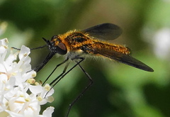 Thevenetimyia luctifera