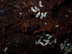 Amblyopone australis