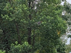 Urocissa erythroryncha